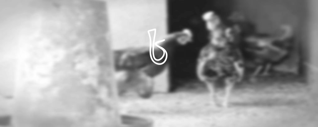 bw